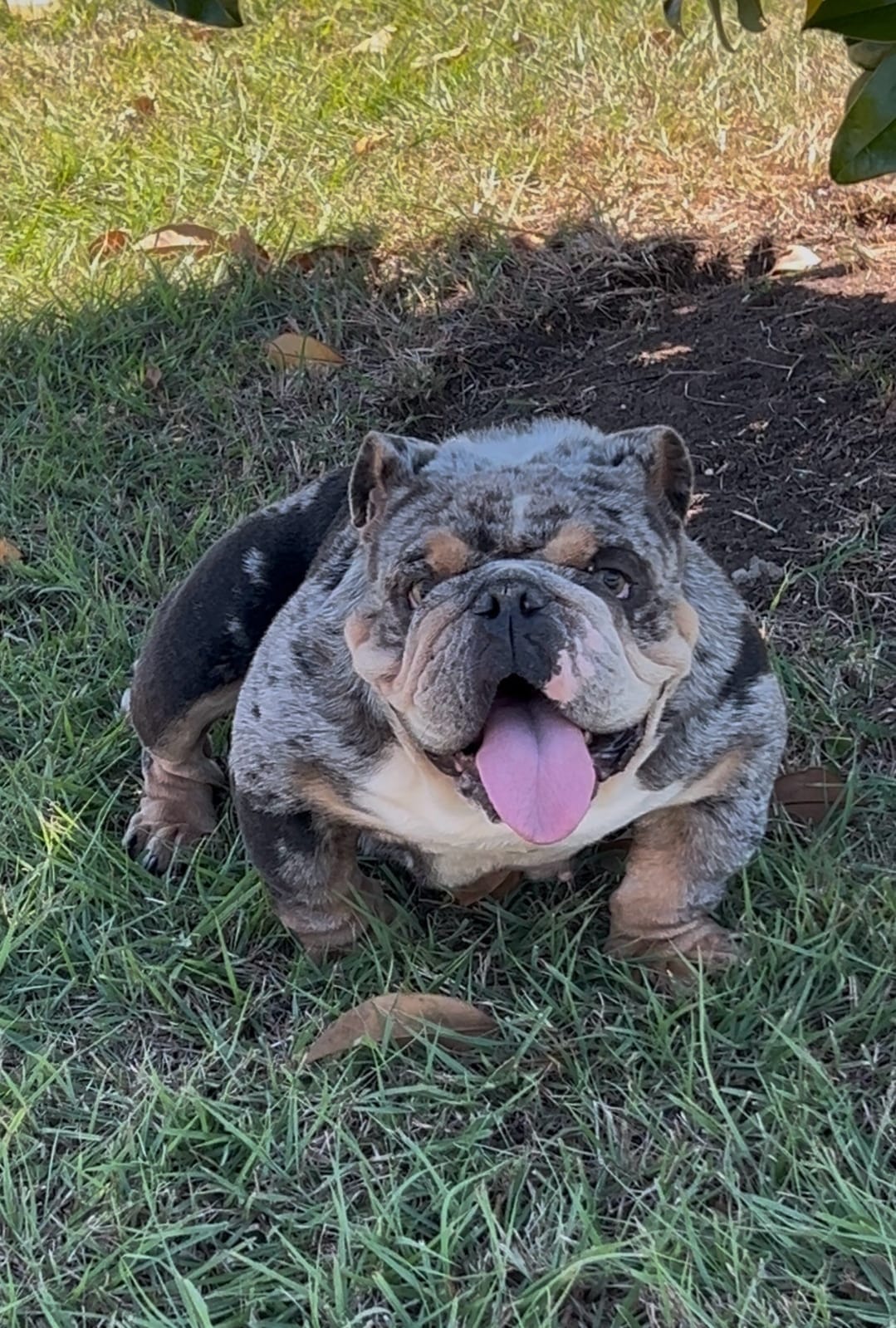 Mini English Bulldog Stud